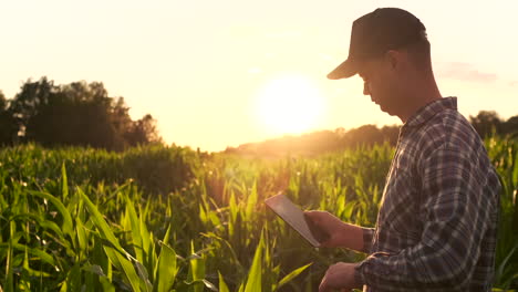 Ein-Bauer-In-Seinem-Maisfeld-Untersucht-Bei-Sonnenuntergang-Seine-Ernte-Mit-Einem-Digitalen-Tablet